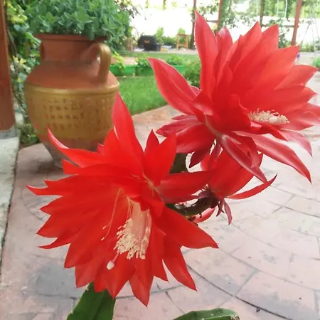 Alba Family Club Hotel 2*