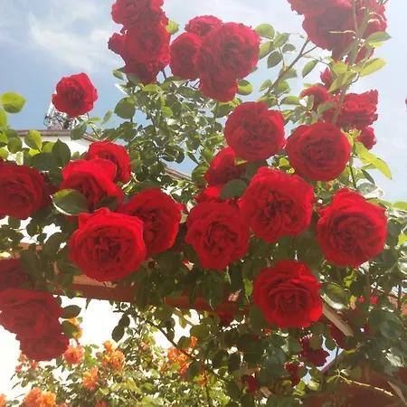 Alba Family Club Hotel 2*