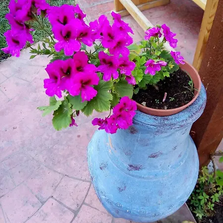 Alba Family Club 2* Primorszko