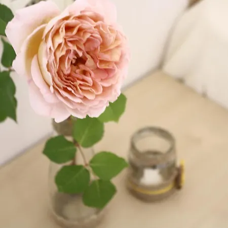 Alba Family Club Primorszko