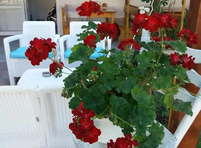 Alba Family Club Hotel