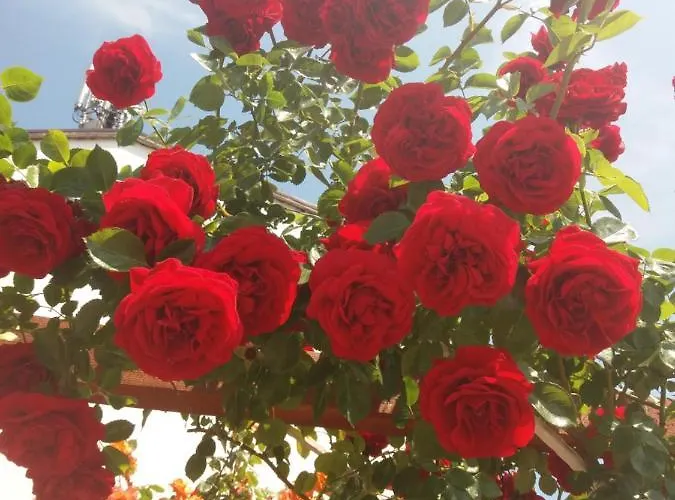 Alba Family Club Hotel 2*