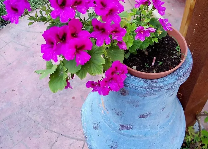 Alba Family Club 2* Primorsko